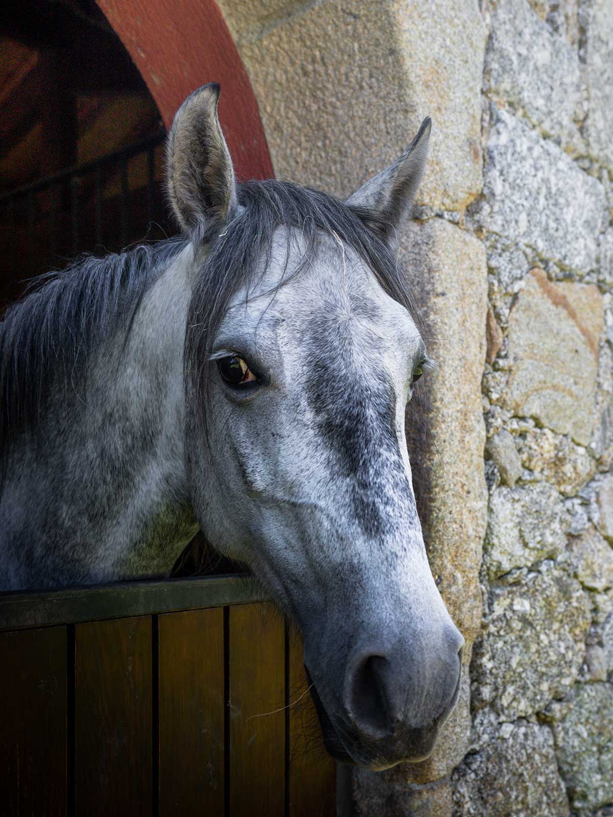 Cavalos Lusitanos